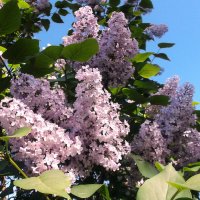 Сирень. :: VasiLina *