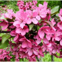 Цветы декративной яблони. :: VasiLina *