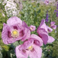 Наши маки :: Татьяна Пальчикова