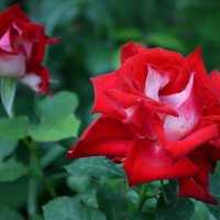 *** :: Надежда Куркина 