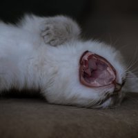 ОЙ, НЕ МОГУ, ЩА ПОМРУ СО СМЕХУ!  :-)) :: Володька Завитушкин