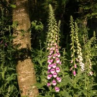 Про наперстянку... :: Николай Гирш