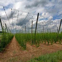 хмель для пива :: vladimir 