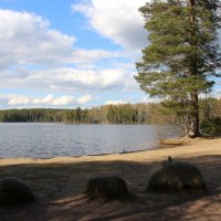 Комарово. Озеро Щучье :: Наталья Герасимова