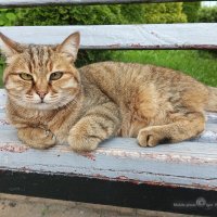 Котик :: Игорь Сарапулов