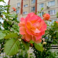 Очарование :: Нина Бутко Очарование :: Нина Бутко