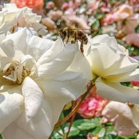 Пчела и розы :: Игорь Сарапулов