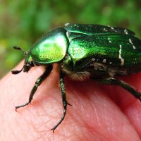 Бронзовка :: Андрей Снегерёв Бронзовка :: Андрей Снегерёв