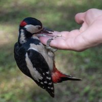 Дятлы тоже любят семечки :: Борис Генкин