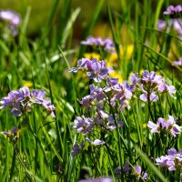 весна :: ИННА ПОРОХОВА