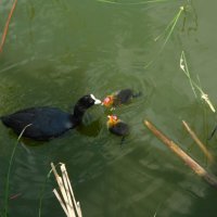 Лысуха с птенцами :: Наиля 