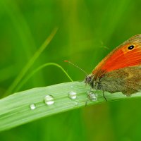 Бабочки, снятые сегодня 1 :: Александр Прокудин Бабочки, снятые сегодня 1 :: Александр Прокудин