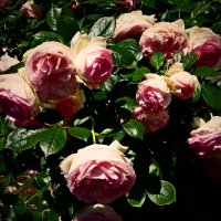 Летние этюды 7 :: Алексей Кузнецов