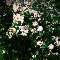 Летние этюды 10 :: Алексей Кузнецов Летние этюды 10 :: Алексей Кузнецов