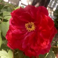 Древовидный пион :: Сапсан 