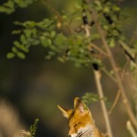 *** :: Валерий Черняк