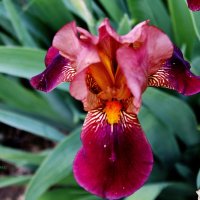 Красавец ирис! :: Восковых Анна Васильевна 