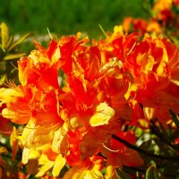 Рододендрон Японский оранжевый :: Aida10 