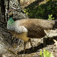 Зелёный павлин. :: Alexander Amromin