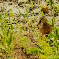 кряква :: petyxov петухов