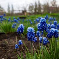 Весна :: Петр Весна :: Петр