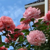 Эта розовая нежность среди жизни суеты :: Татьяна Смоляниченко Эта розовая нежность среди жизни суеты :: Татьяна Смоляниченко