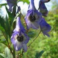 Аконит :: Anna Ivanova