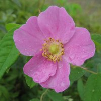 Дождик :: Anna Ivanova