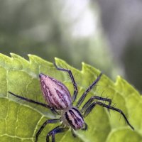 На охоте :: Валерий Басыров На охоте :: Валерий Басыров