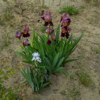 Ирисы :: Анатолий Чикчирный Ирисы :: Анатолий Чикчирный