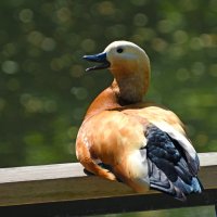 Москва. Весна в Аптекарском... :: Наташа *****