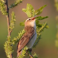 Квмышовка-барсучок :: Владислав Иопек