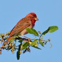 Чечевица :: Владислав Иопек Чечевица :: Владислав Иопек