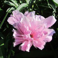 сезон пионов :: Елена Шаламова