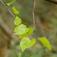 Этюд с молодыми листьями... :: Николай Гирш Этюд с молодыми листьями... :: Николай Гирш