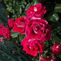 Алая роза :: Валентин Семчишин