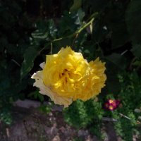 Жёлтая роза :: Валентин Семчишин Жёлтая роза :: Валентин Семчишин