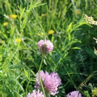 Летнее разнотравье :: Ольга Летнее разнотравье :: Ольга