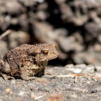Жаба греется на солнце :: Владимир Калеев