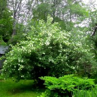 Декоративная калина «Бульденеж» :: Ольга Довженко