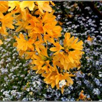 Зацвел рододентрон.... :: Aleksandr Gal