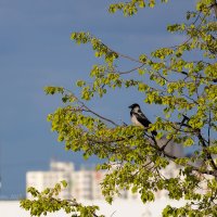 Ворона в дозоре :: Александр Синдерёв