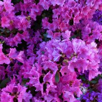 Рододендрон :: Ирина Румянцева