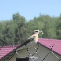 Не с пустым клювом :: Oleg4618 Шутченко Не с пустым клювом :: Oleg4618 Шутченко