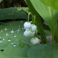 На сцене леса :: liudmila drake