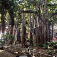 Фикус бенгальский :: Светлана Хращевская