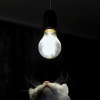 Котолампа :: Дмитрий Коноплев