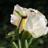 Июньское цветение :: ZNatasha -