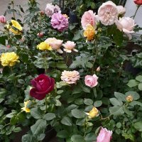 *** :: Валентина Береснева