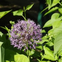 Аллиум :: Freddy 97